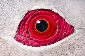 Finsch’s Imperial Pigeon eye