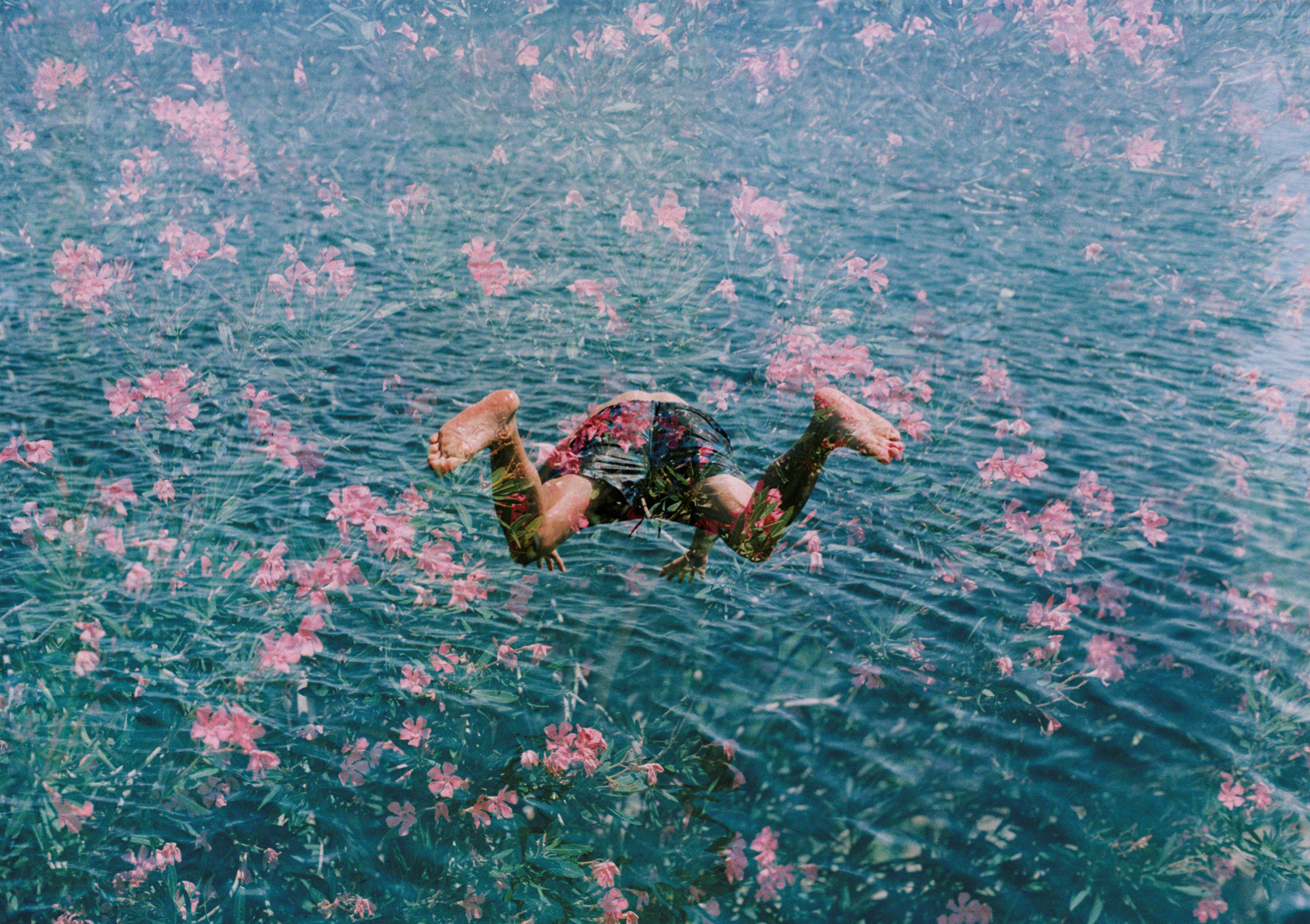 Diving into Pink Flowers fine art photography