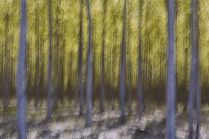 Blurred motion abstract of poplar trees at commercial tree farm