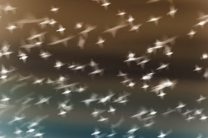Starlings flying across overcast sky.