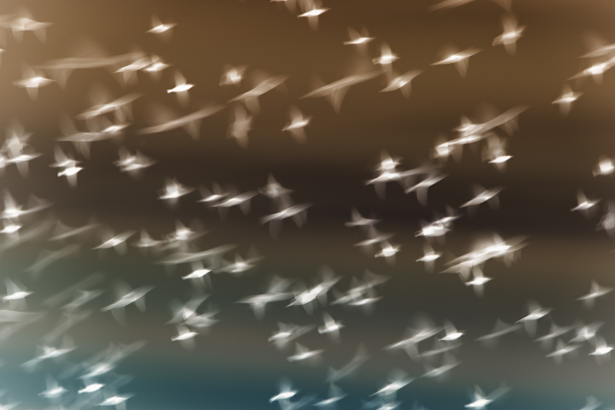 Starlings flying across overcast sky. fine art photography