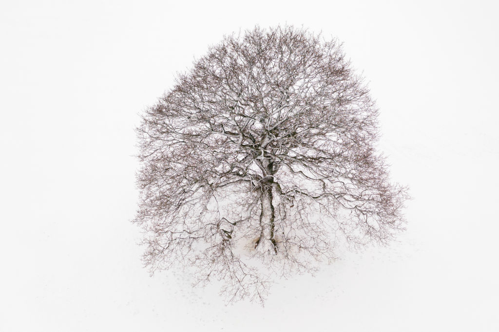 Solitary (Snow) fine art photography