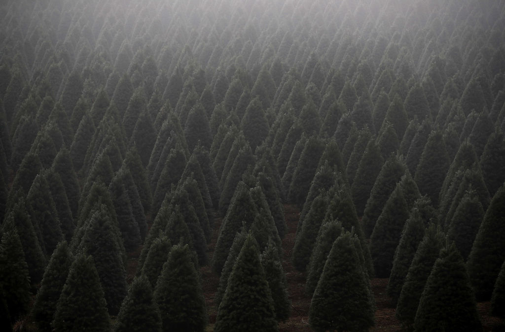 Christmas Tree Farm (Oregon) fine art photography